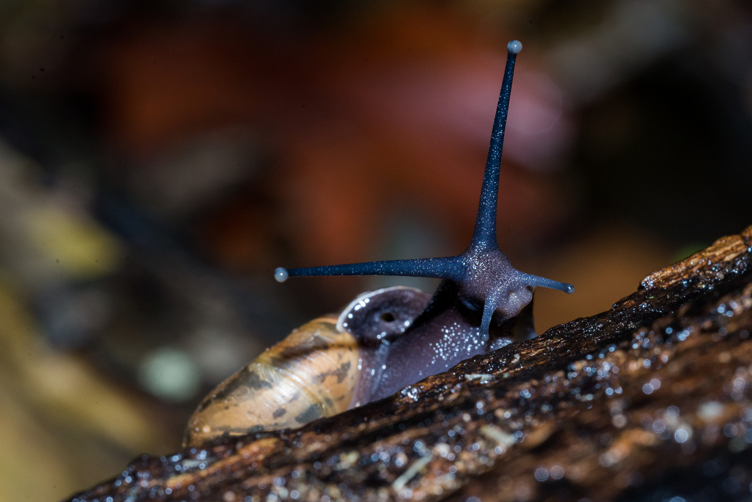 Atlas des mollusques de la région Nouvelle-Aquitaine